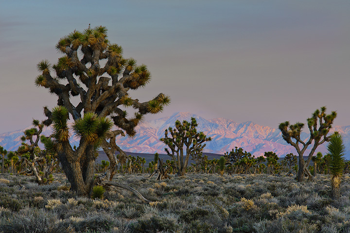 DV Joshua Trees