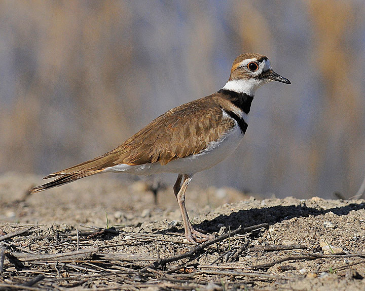 Killdeer