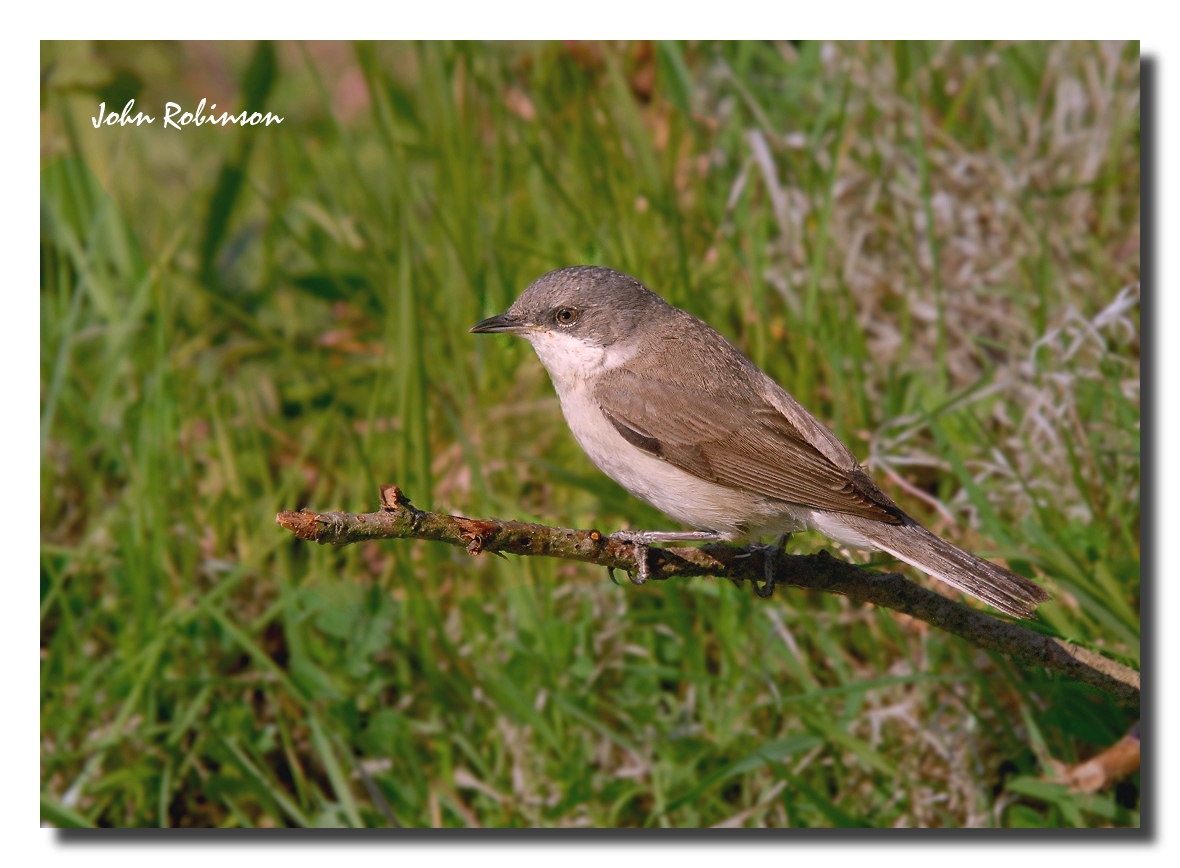 Lesser Whitethroat
