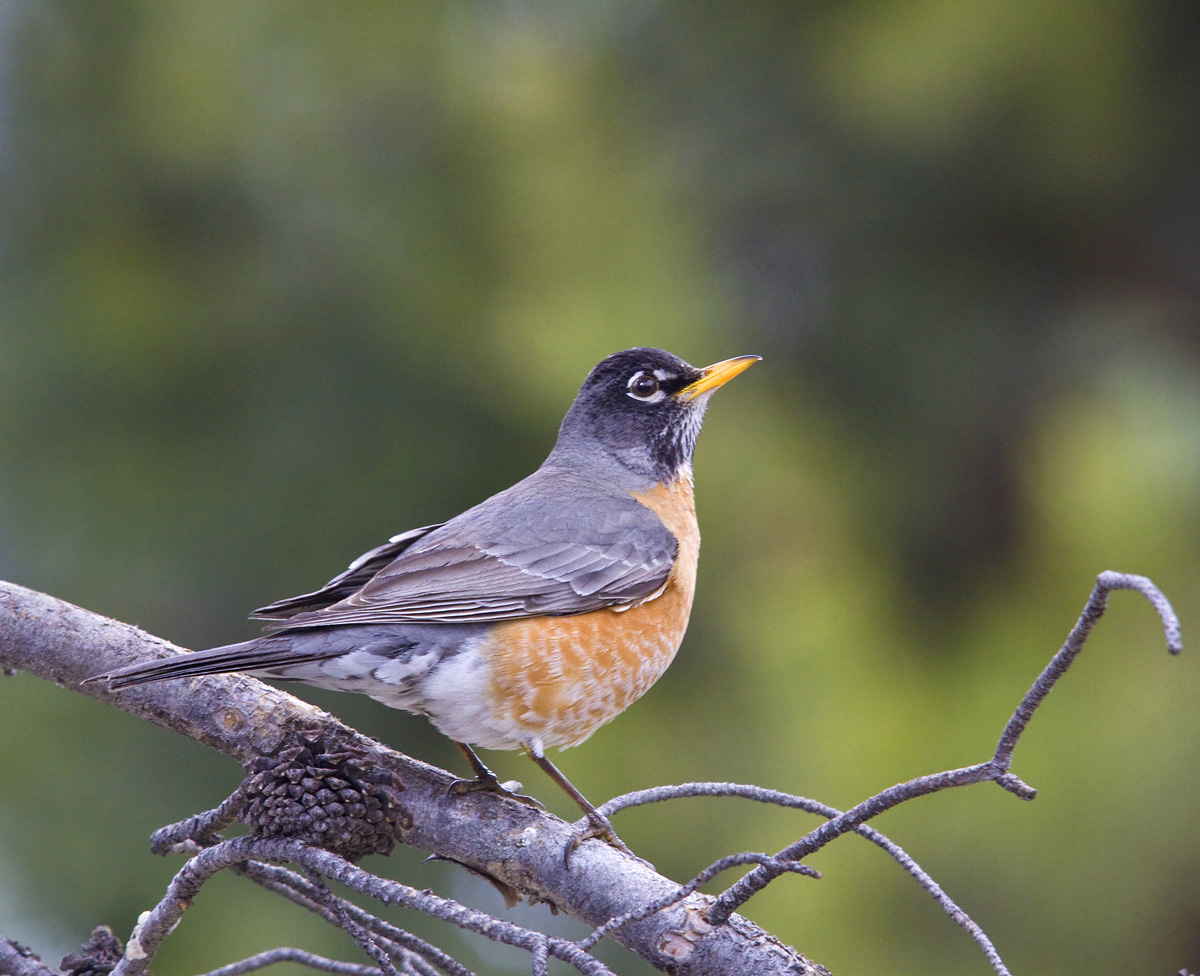American Robin