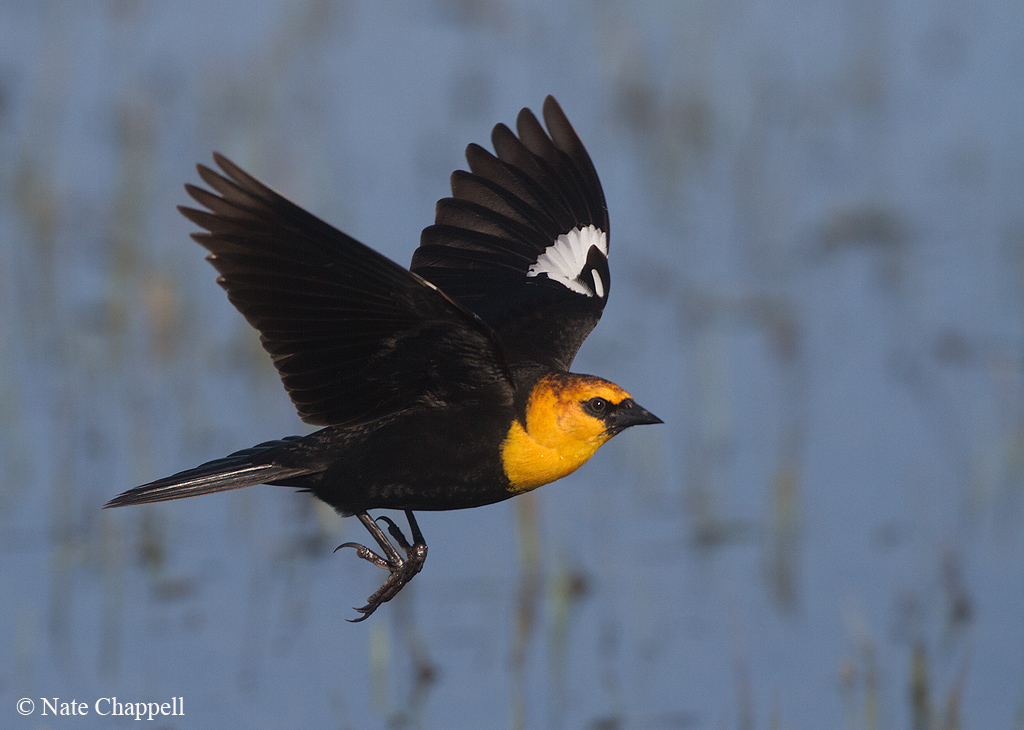 Yellow-headed Blackbird