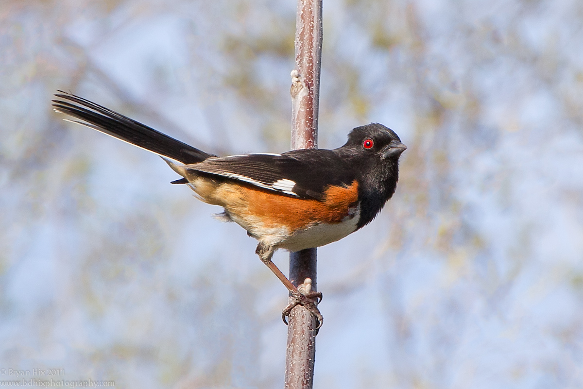Eastern Towhee