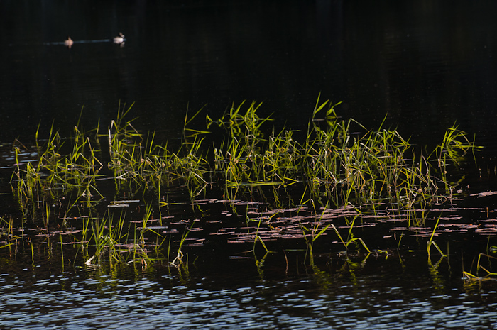 Coffenbury Lake
