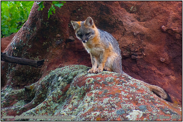 Gray Fox w/ REPOST