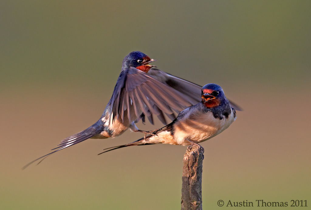 Swallows - mating 