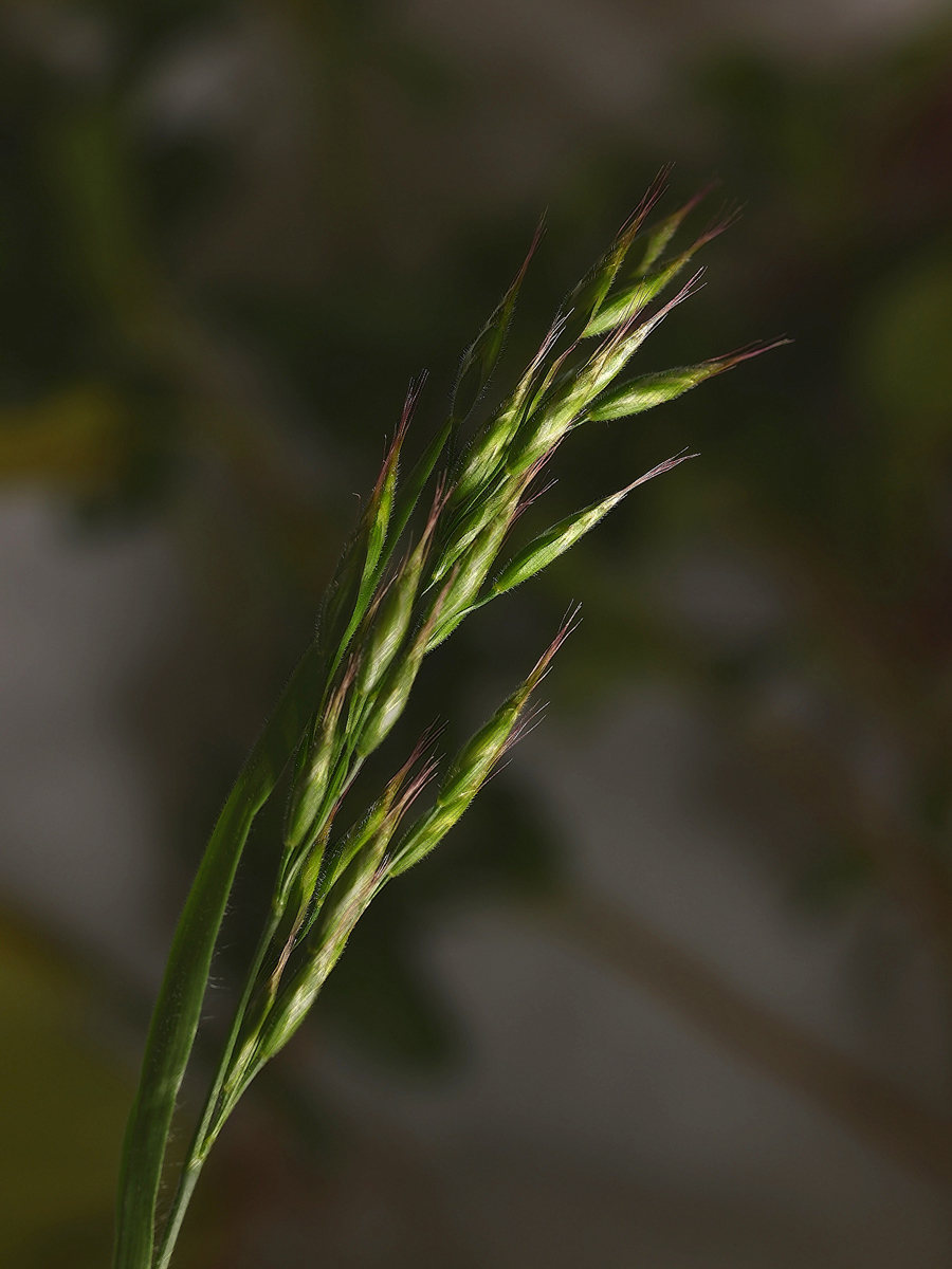 Grass at 1st Light