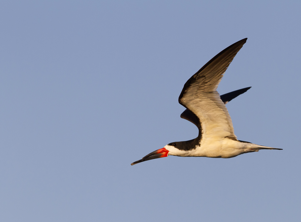 Return of the Skimmers