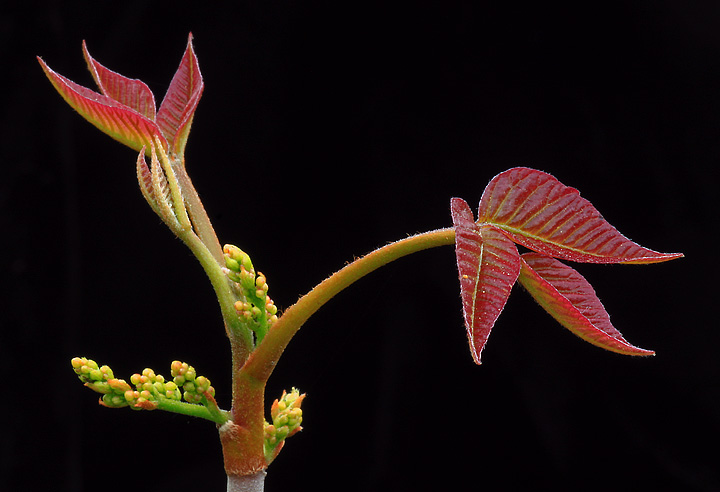 Spring sapling