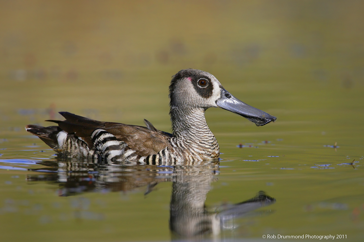 Pink-eared Duck