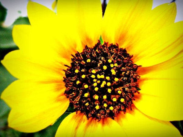 Sun-Fire