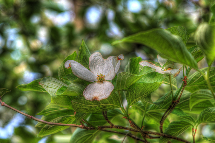 Dogwood Bloom + Repost