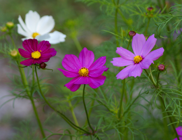 Cosmos