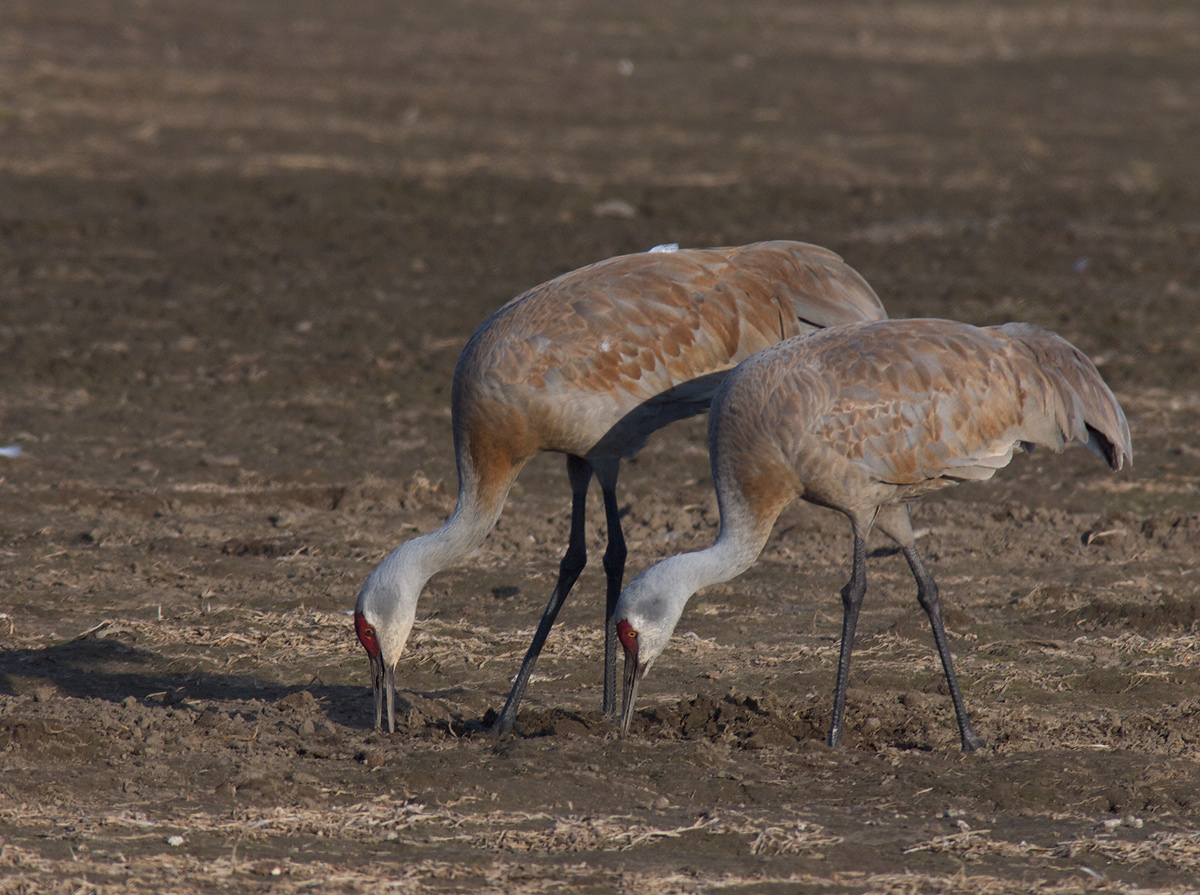 Sandhill Cranes