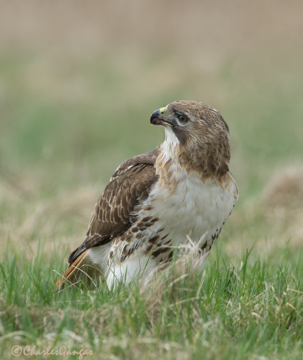 Red-tailed Hawk