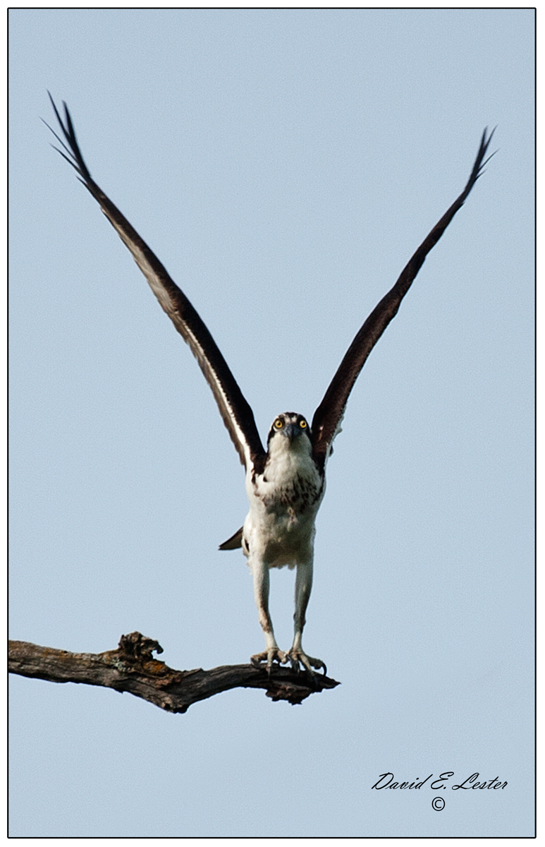 Osprey Stretch !!