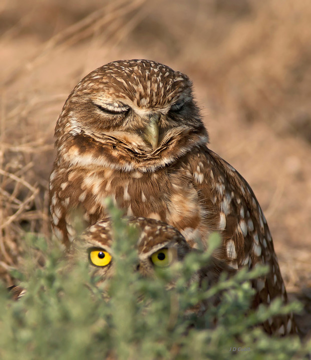 Burrowing Owls