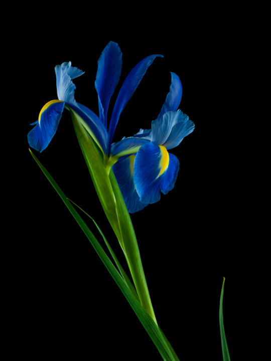 Iris