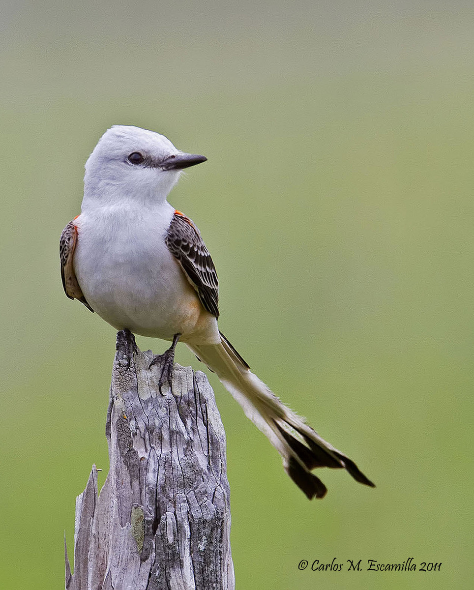 Scissor-tail Flycatcher