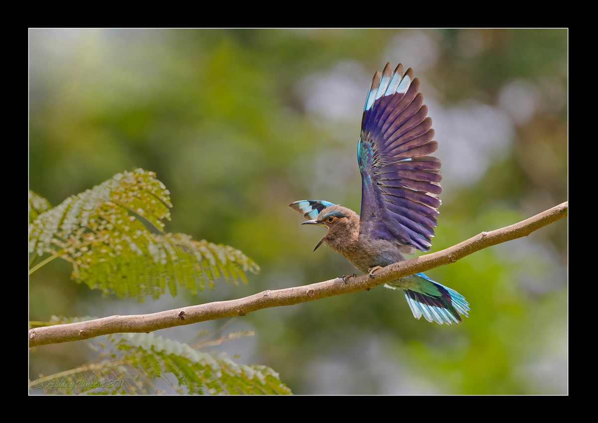 Defending the Perch