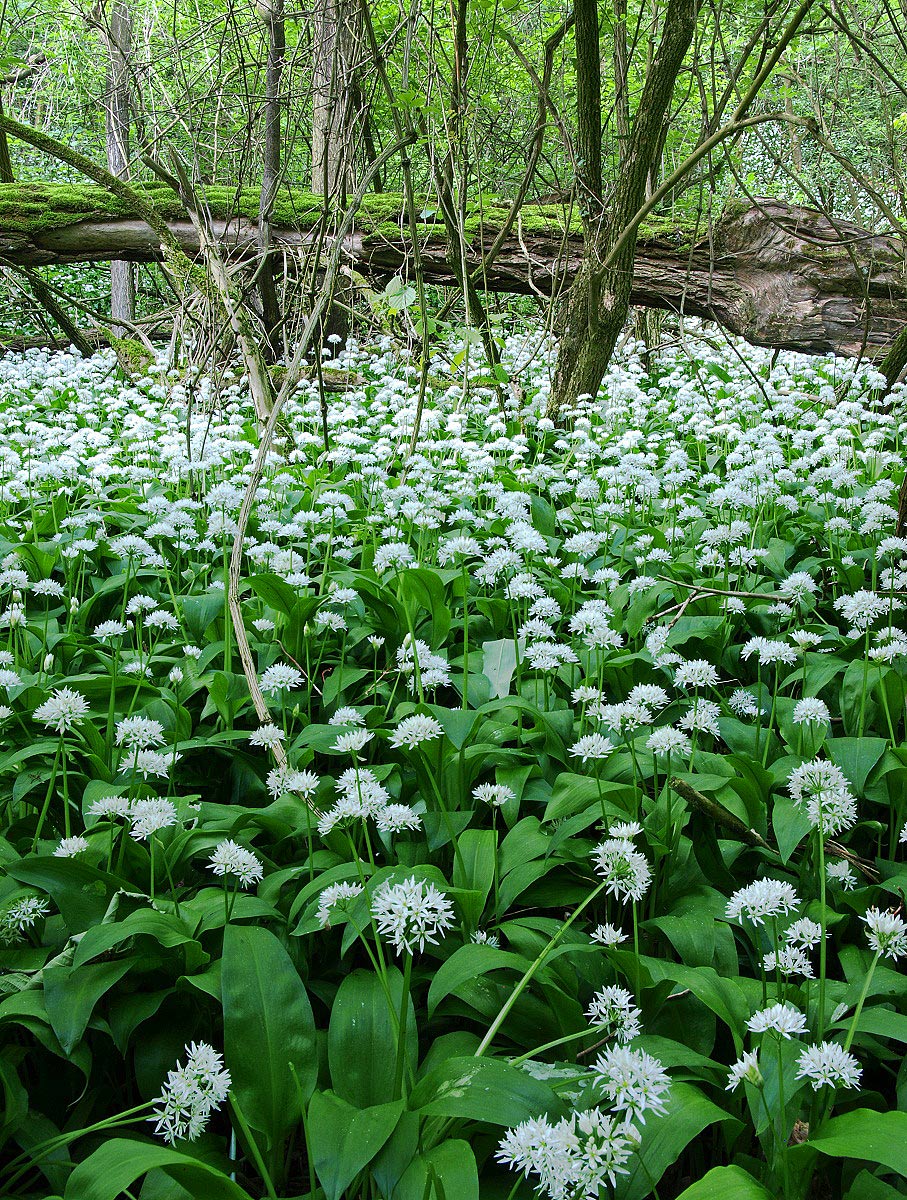 Floodplains in Spring