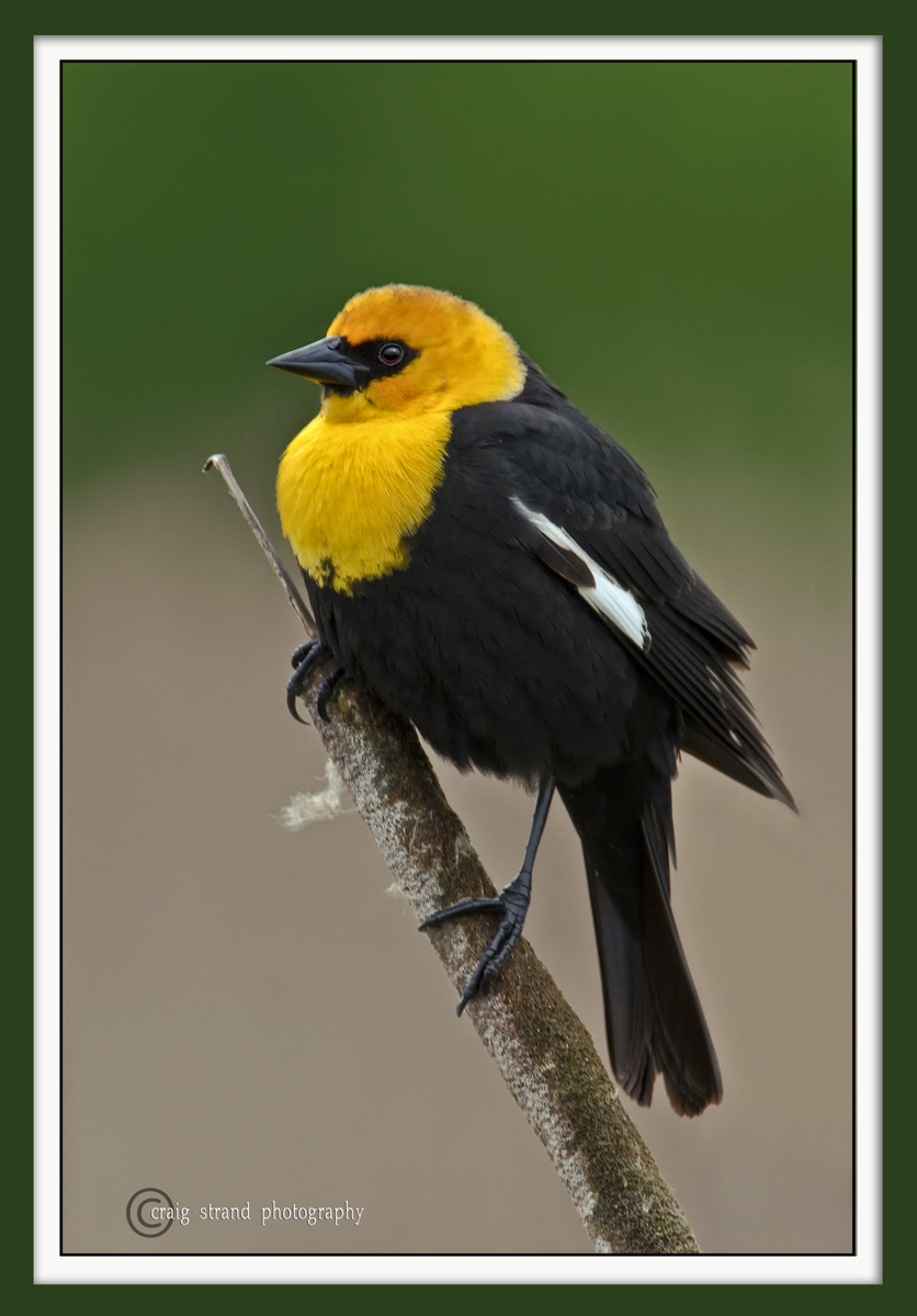Yellow-headed Blackbird