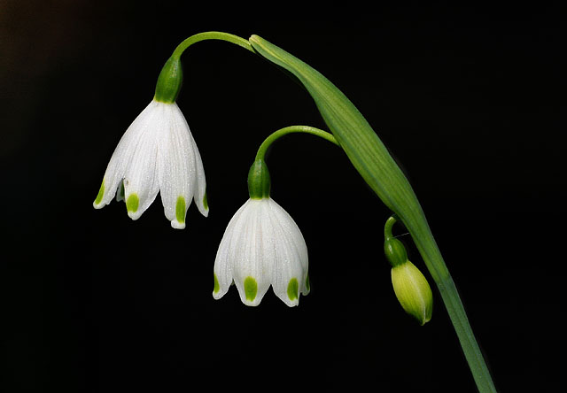 Snow Drops