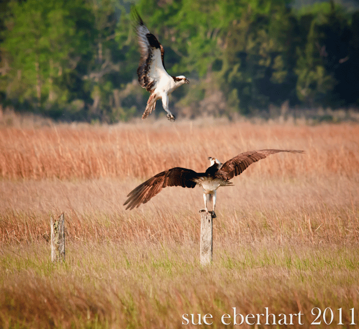 osprey pair