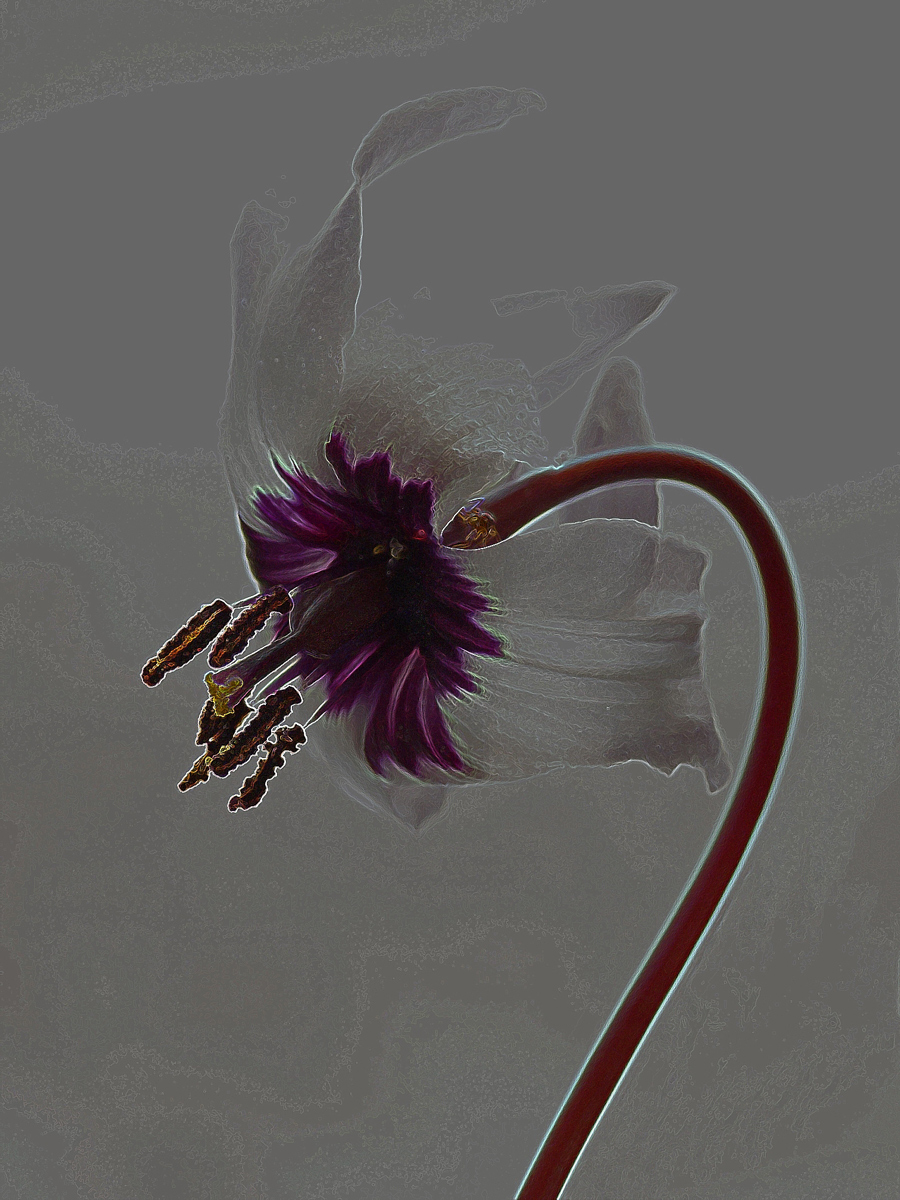 Fawn Lily - stylized