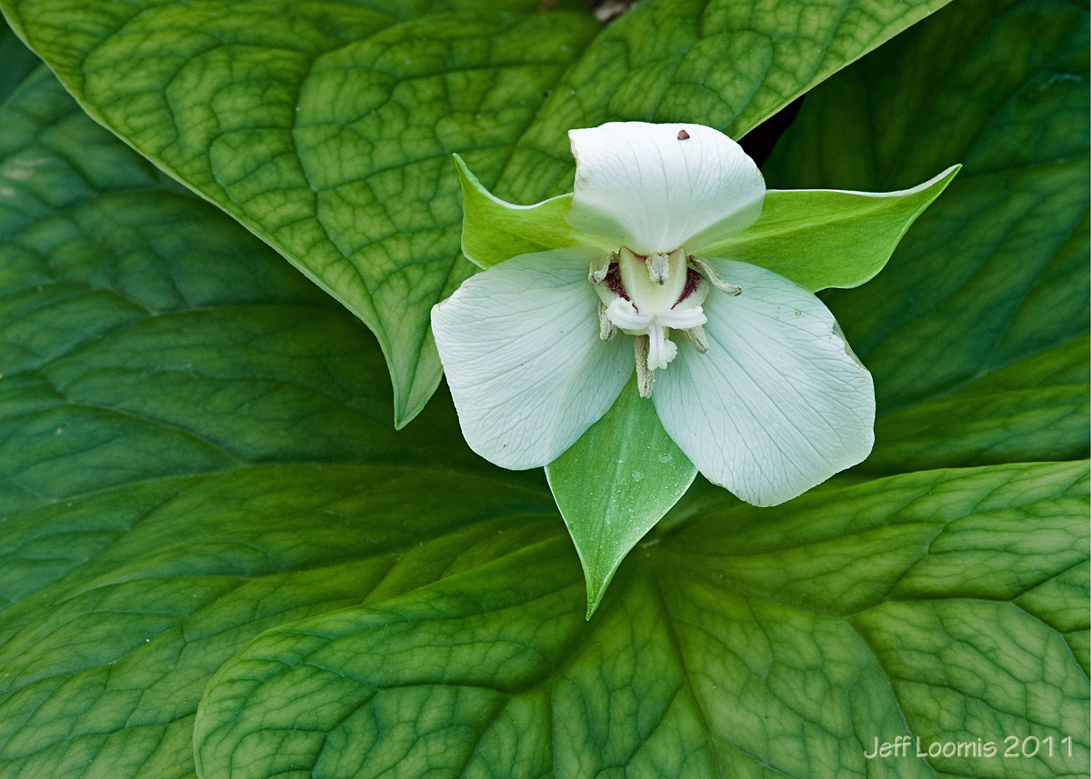 Trillium + Repost