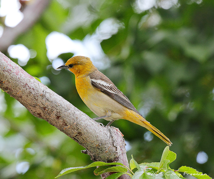Bullocks Oriole