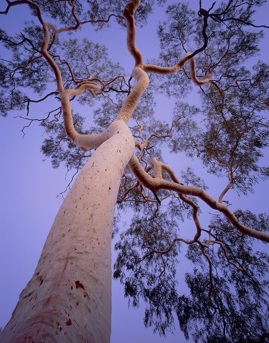 Ghost gum