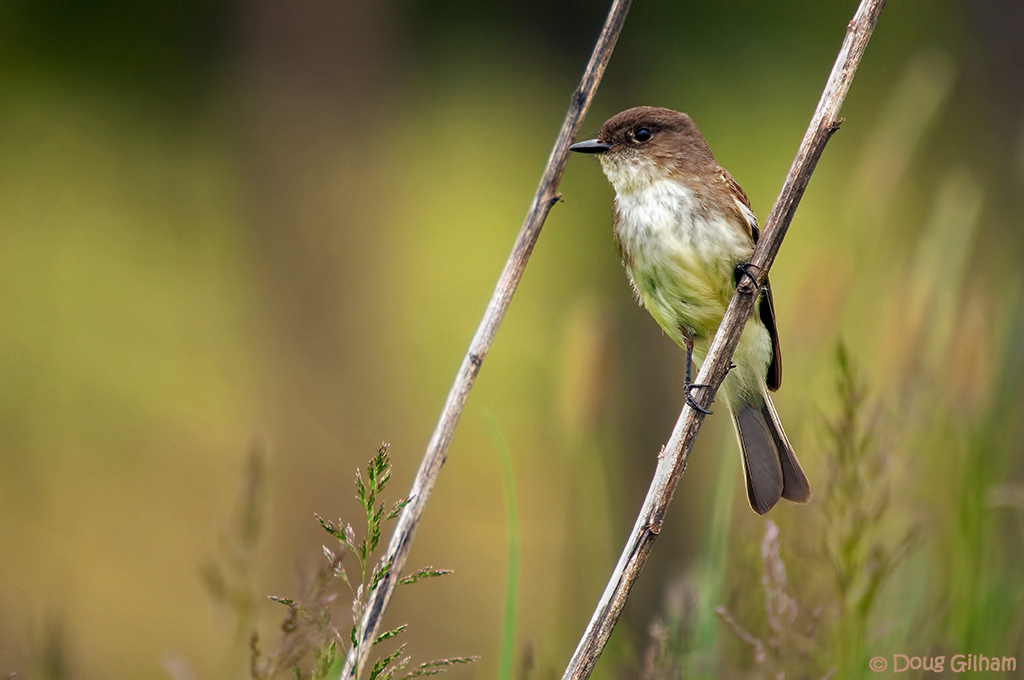 Eastern Phoebe