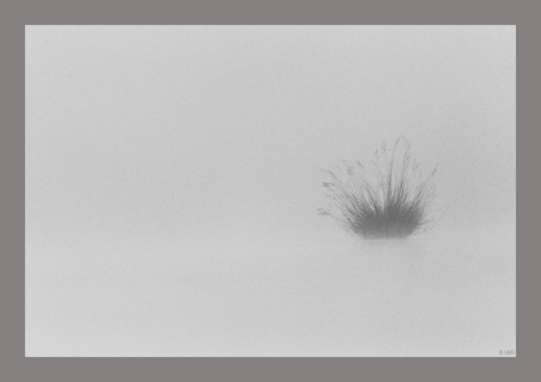 Fog on the river