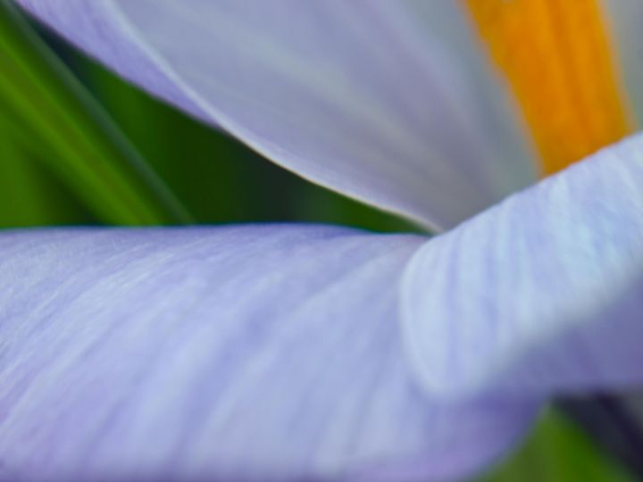 Painted Crocus