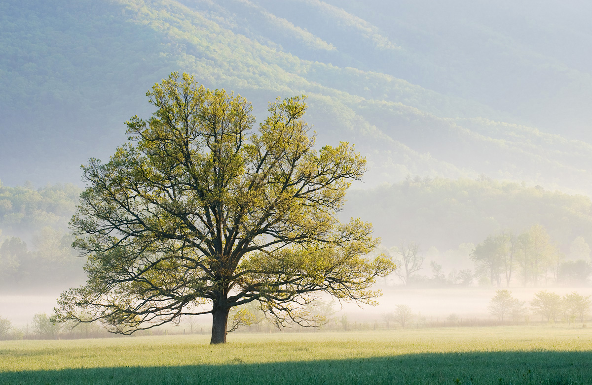 Cades Cove Oak