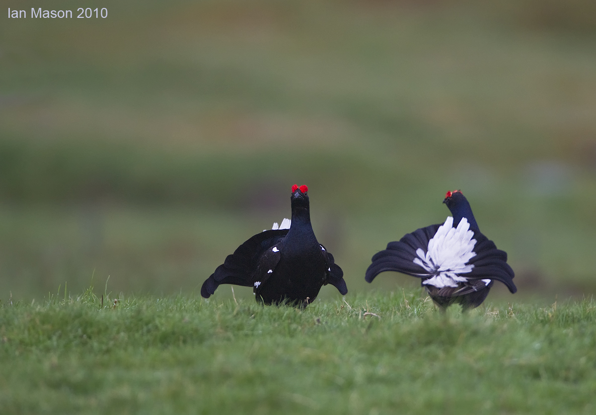 Black Grouse