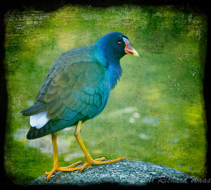 Purple Gallinule