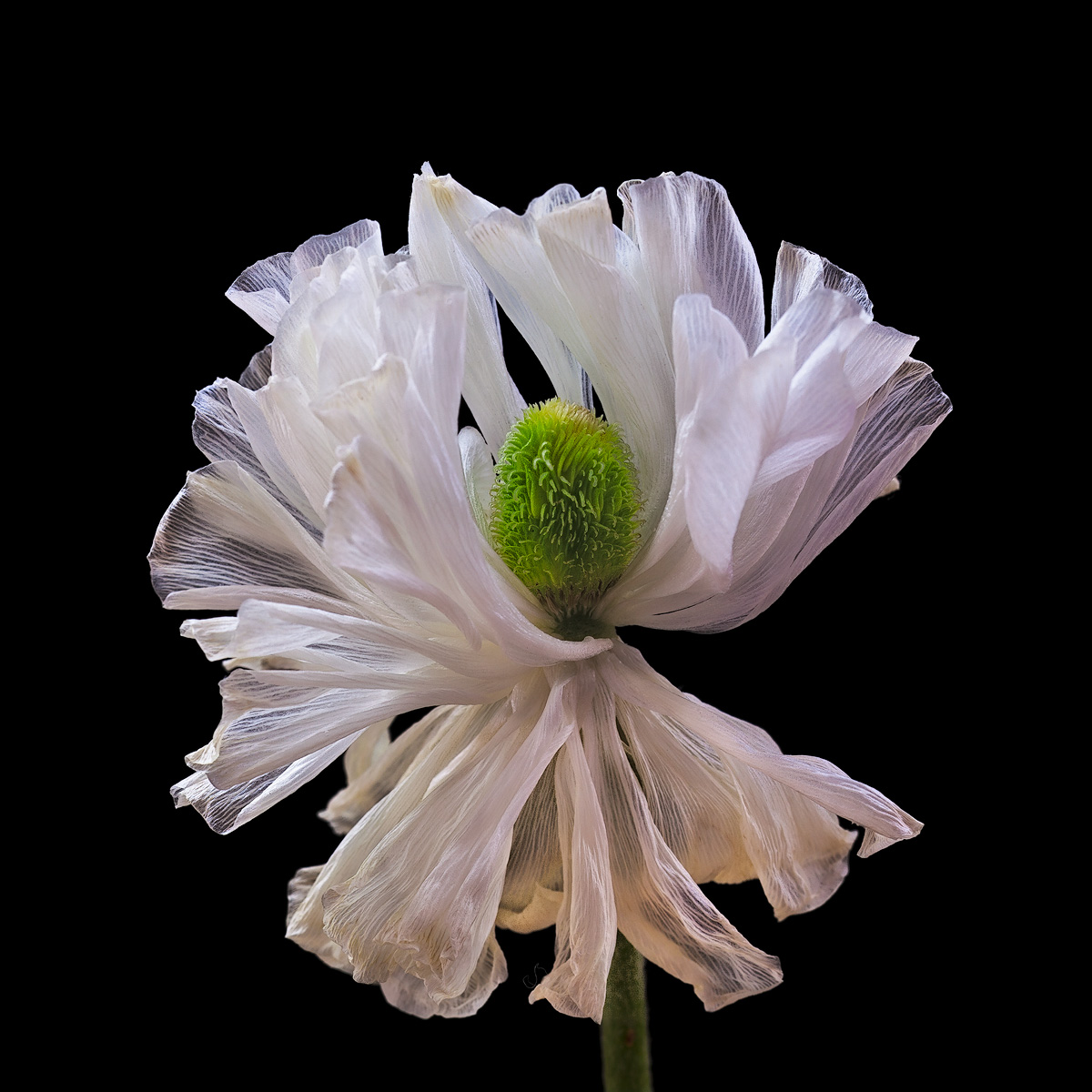 Prima  Ballerina