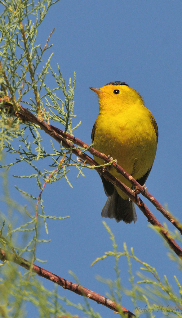 Wilson's Warbler