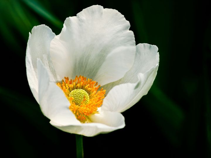  Anemone