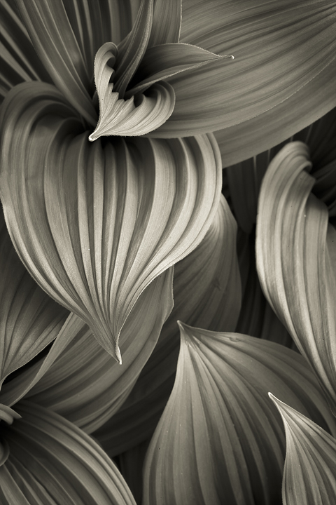 Helebore BW conversion