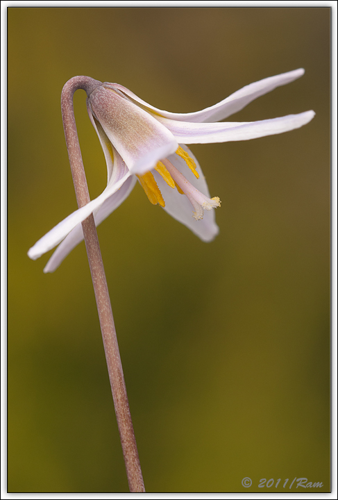 Trout Lily