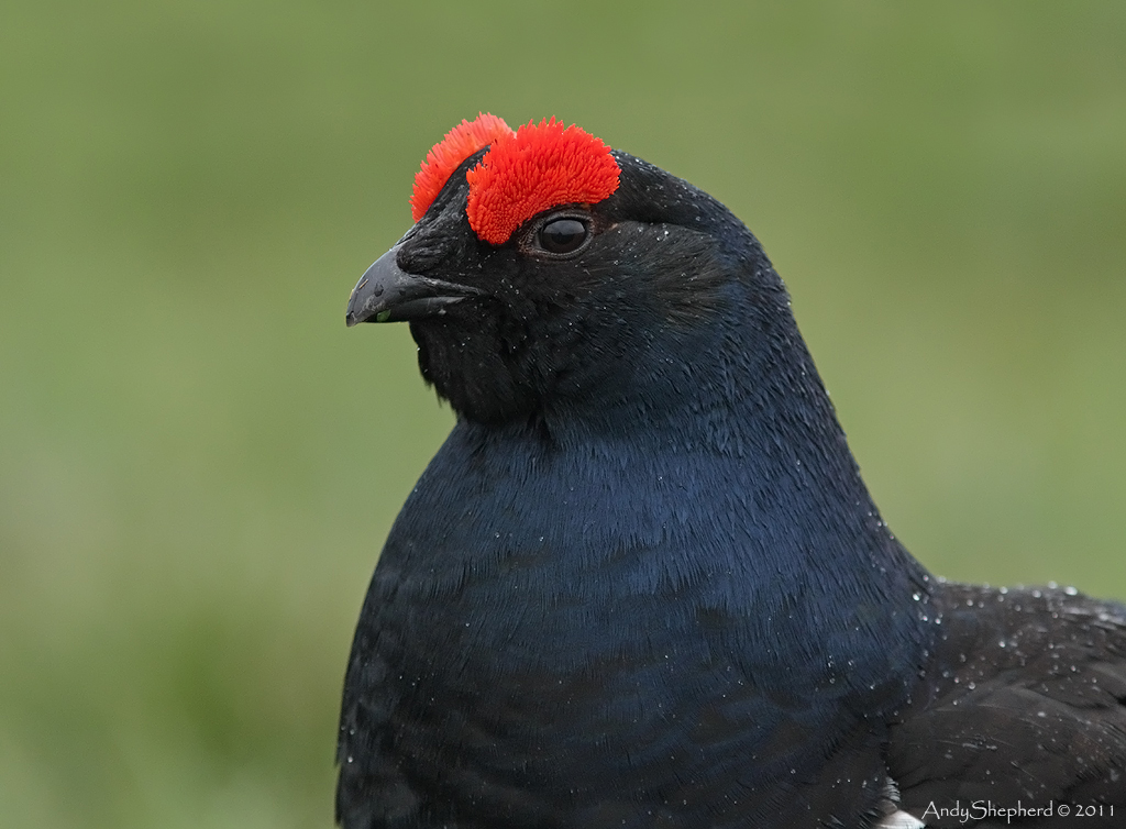 Black Grouse