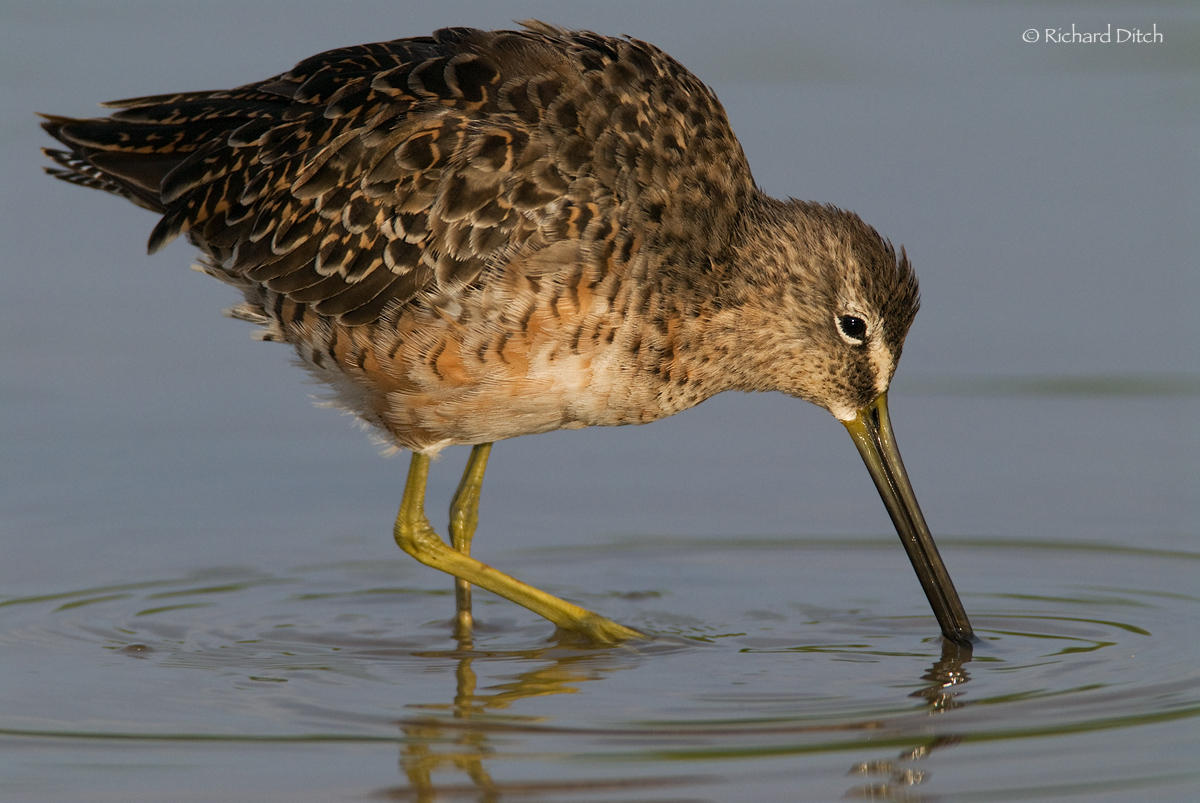 Long-billed Dowitcher