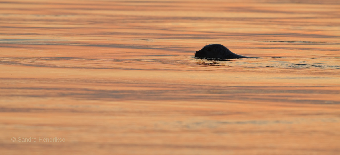 Common Seal at sunset