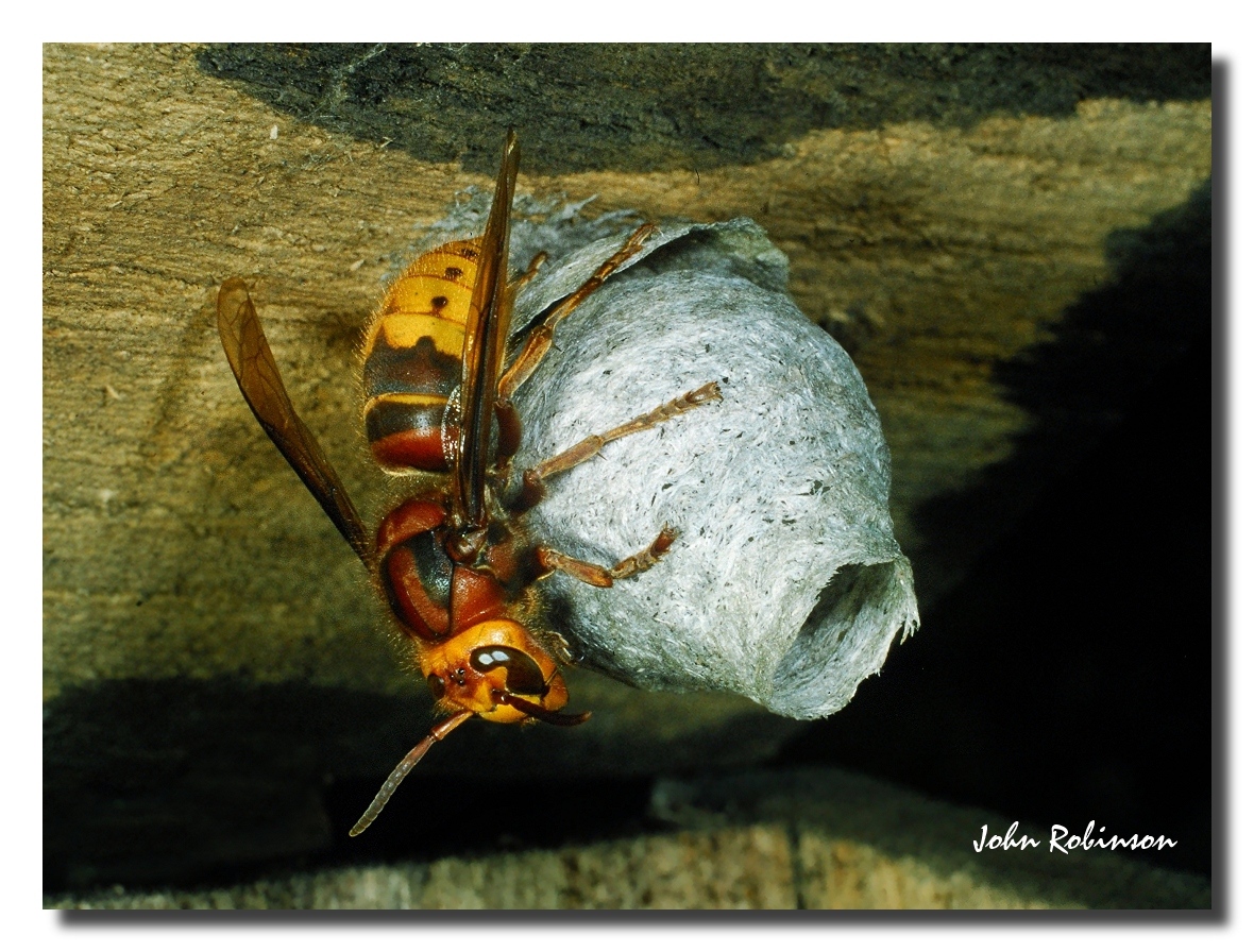 Hornet