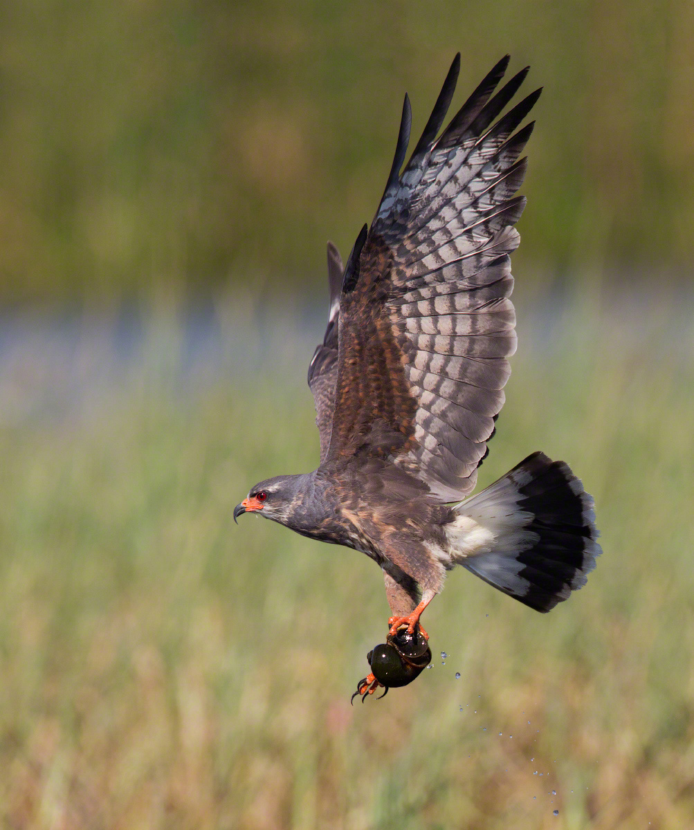 Snail kite with snail