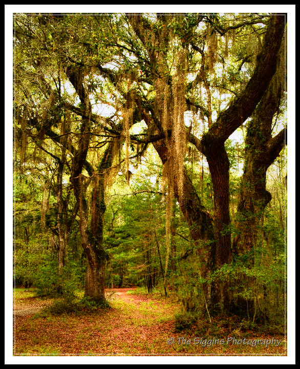 Plantation Path