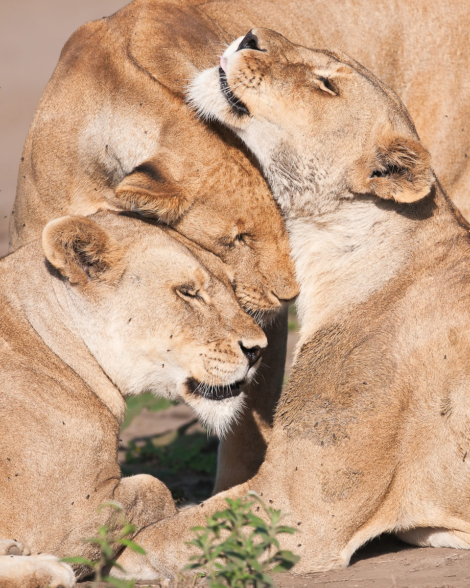 Lions