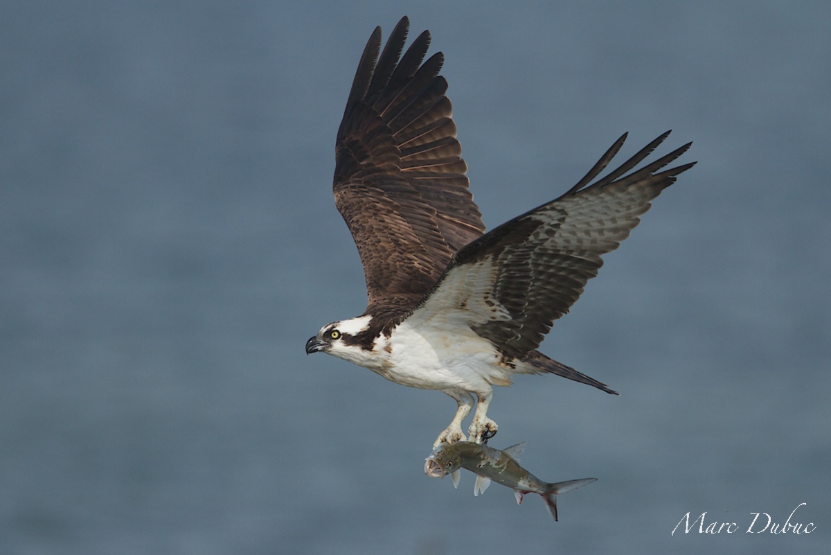 Osprey with fresh fish